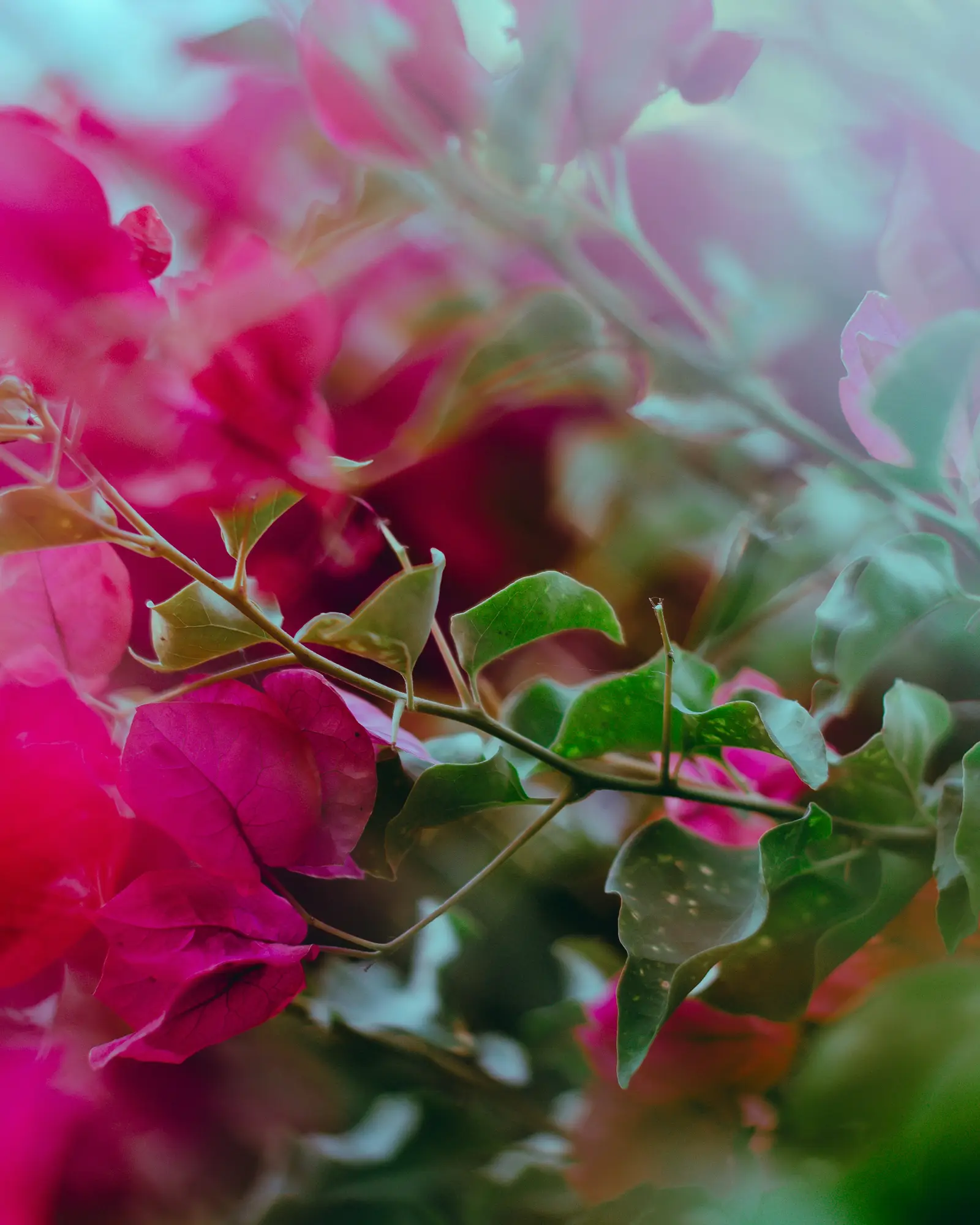 Bougainvillea in Blüte, aus der Nähe fotografiert