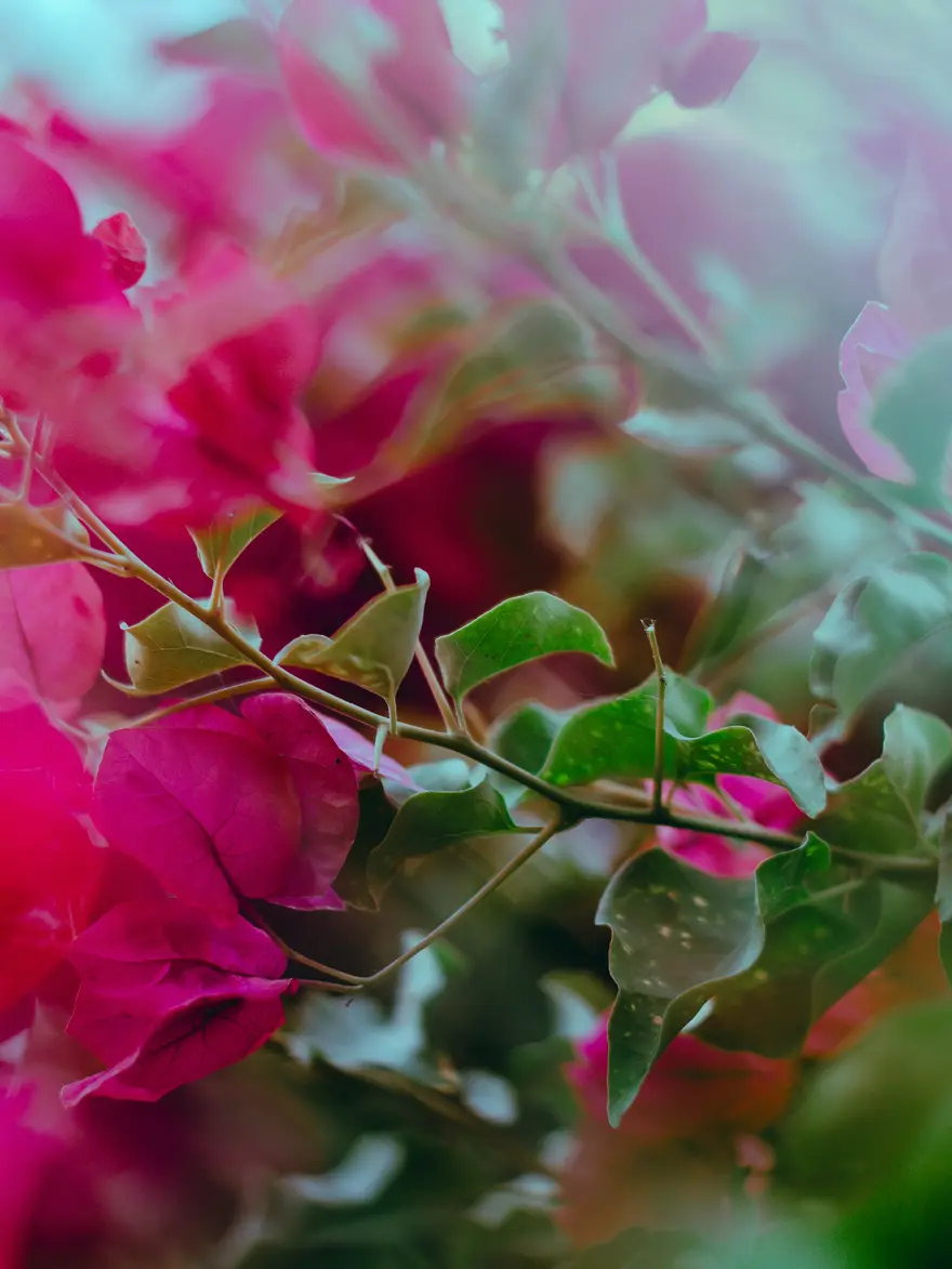 Bougainvillea in Blüte, aus der Nähe fotografiert